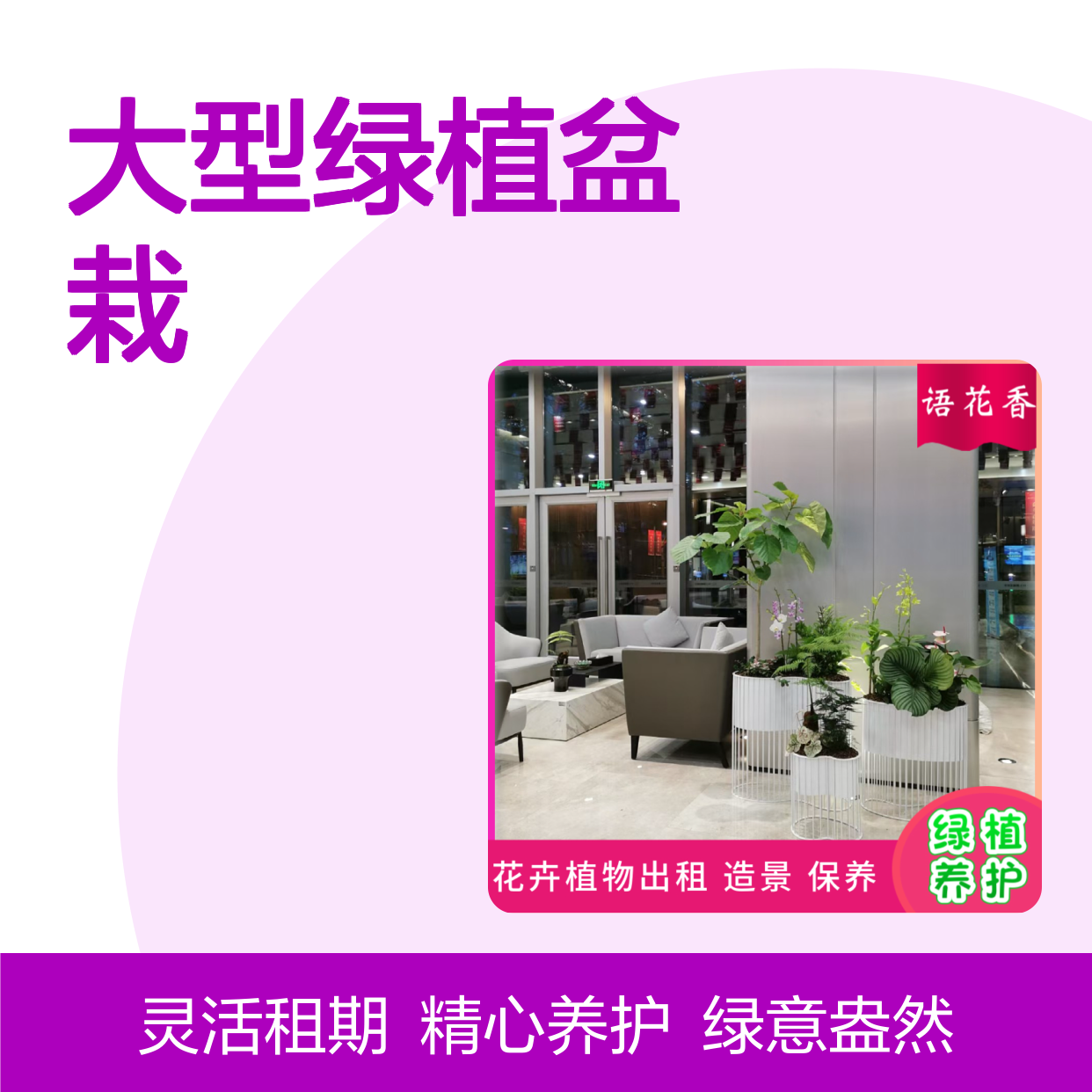 大型绿植盆栽租赁 打造有氧环境 绿植定时上门养护