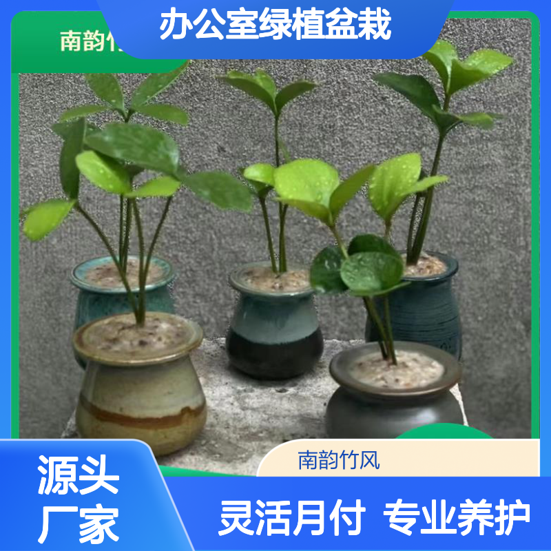办公室绿植盆栽 前海绿萝盆栽 桌面植物盆景 品种齐全 南韵竹风