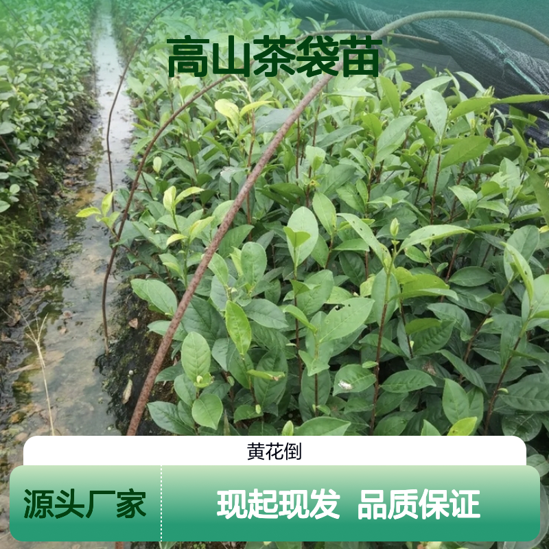 现起现发高山茶袋苗 多年生根系发达成活高规格齐全