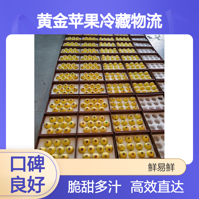 鲜易鲜冷链 维纳斯黄金苹果冷藏物流 广州至长沙高效直达