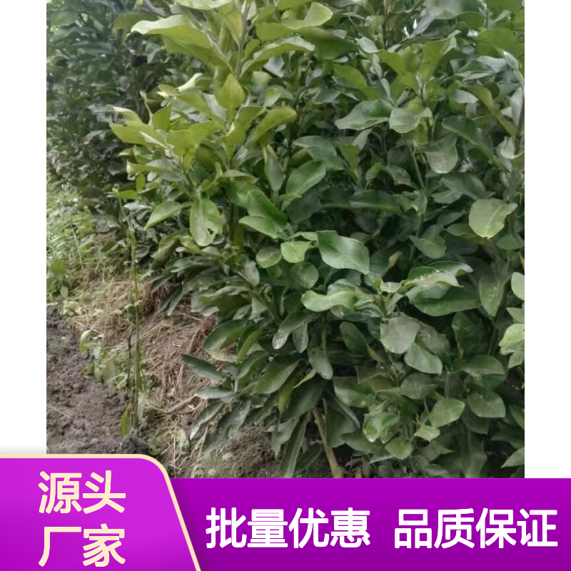 红宝石青柚苗 优质果树苗木 高产稳产 抗病性强
