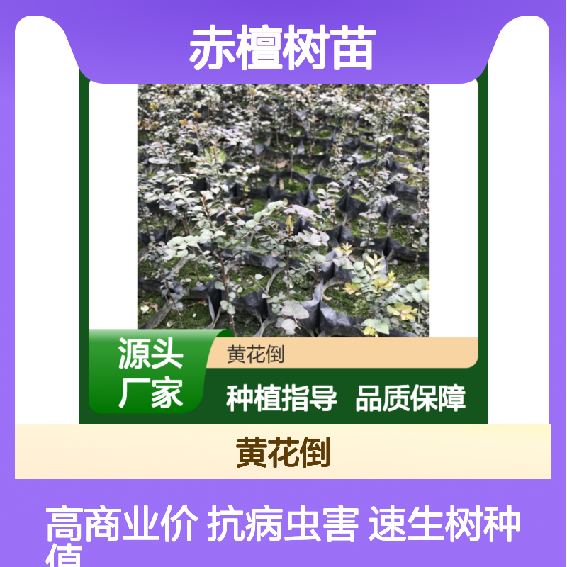 赤檀树苗 造林优选 速生树种 抗病虫害 商业价值高