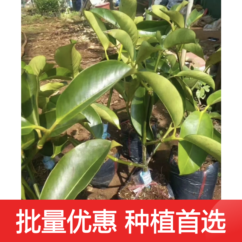 岭南山竹苗 批发种植 园林优选 生长旺盛 土壤适应
