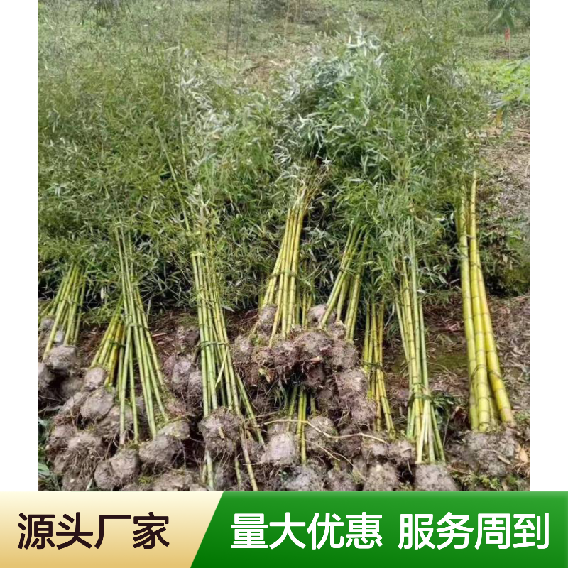 刚竹 园林绿化竹子批发 种植 养护业务 可整体可部分 灵活承接