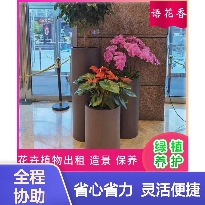 幸福树租赁 绿植盆栽组合 长期短期租摆 办公生活环境美化