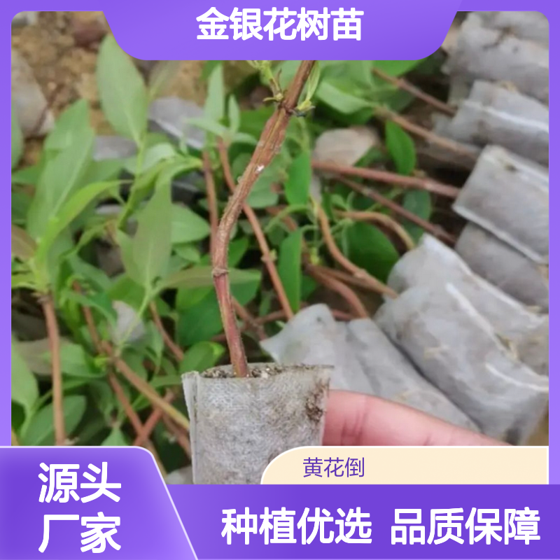 金银花树苗 适应性强高产种植 生长稳定 经济状优