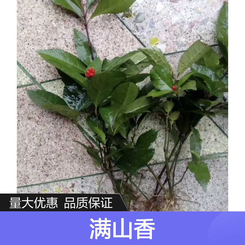 满山香树苗 常绿灌木 观赏食用兼备 适应性强 吉祥富贵