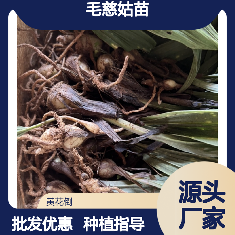 山林种植毛慈姑苗 喜阴湿环境易成活 管理简单