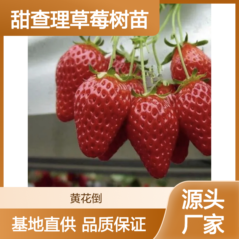 甜查理草莓树苗 基地直供 批发优选 丰产多抗 耐贮耐运