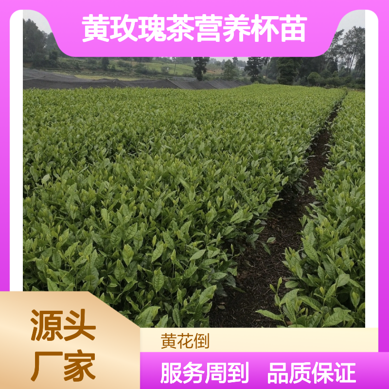 黄玫瑰茶营养杯苗 园林优选品种 现货充足 技术支持