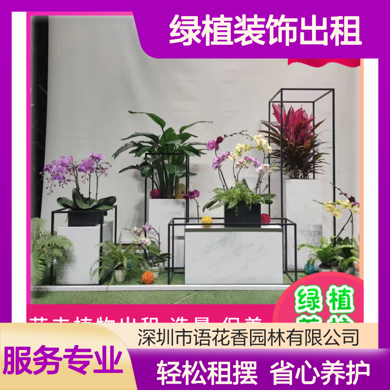绿植装饰出租服务 万年青转运竹盆栽 长短租任选 省心养护