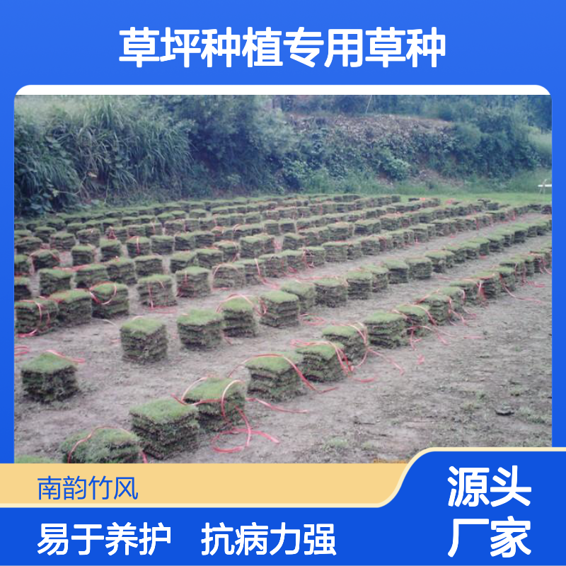 沿阶草 光明草剪草 草坪种植专用草种 抗病力强