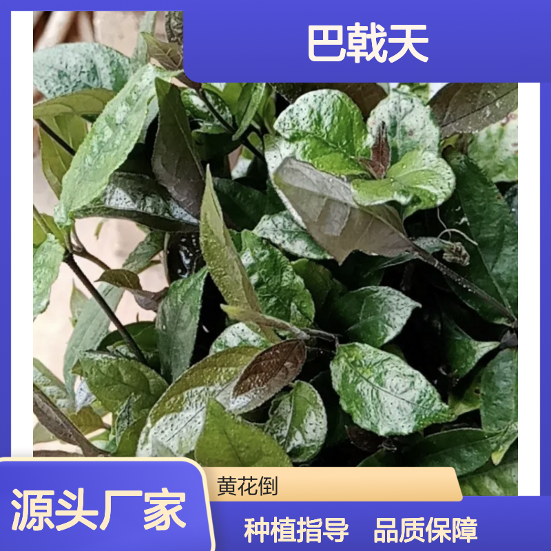 巴戟天种苗 粗壮藤茎 良种苗 生长迅速 适应性广