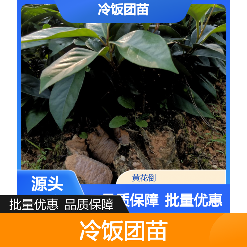 黑老虎冷饭团苗 批发主产区直供 果树优选 种植专业