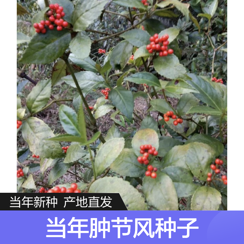 新采收当年肿节风种子 产地直发免费技术指导
