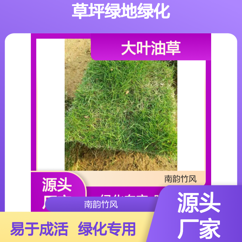 大叶油草 草坪绿地绿化工程专用 易于成活 环保理念