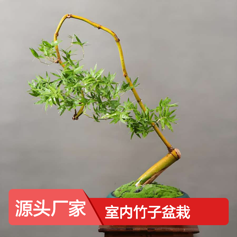 簕竹盆景 室内竹子盆栽景观 适合茶台的植物盆栽 南韵竹风