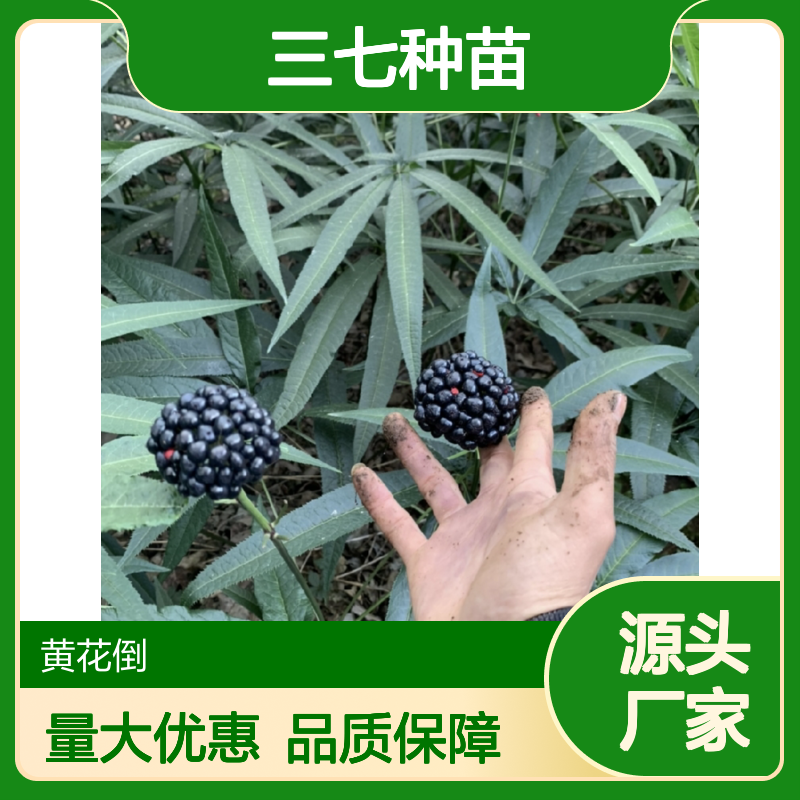 优质三七种苗 种植基地出货 批量优惠 售后无忧