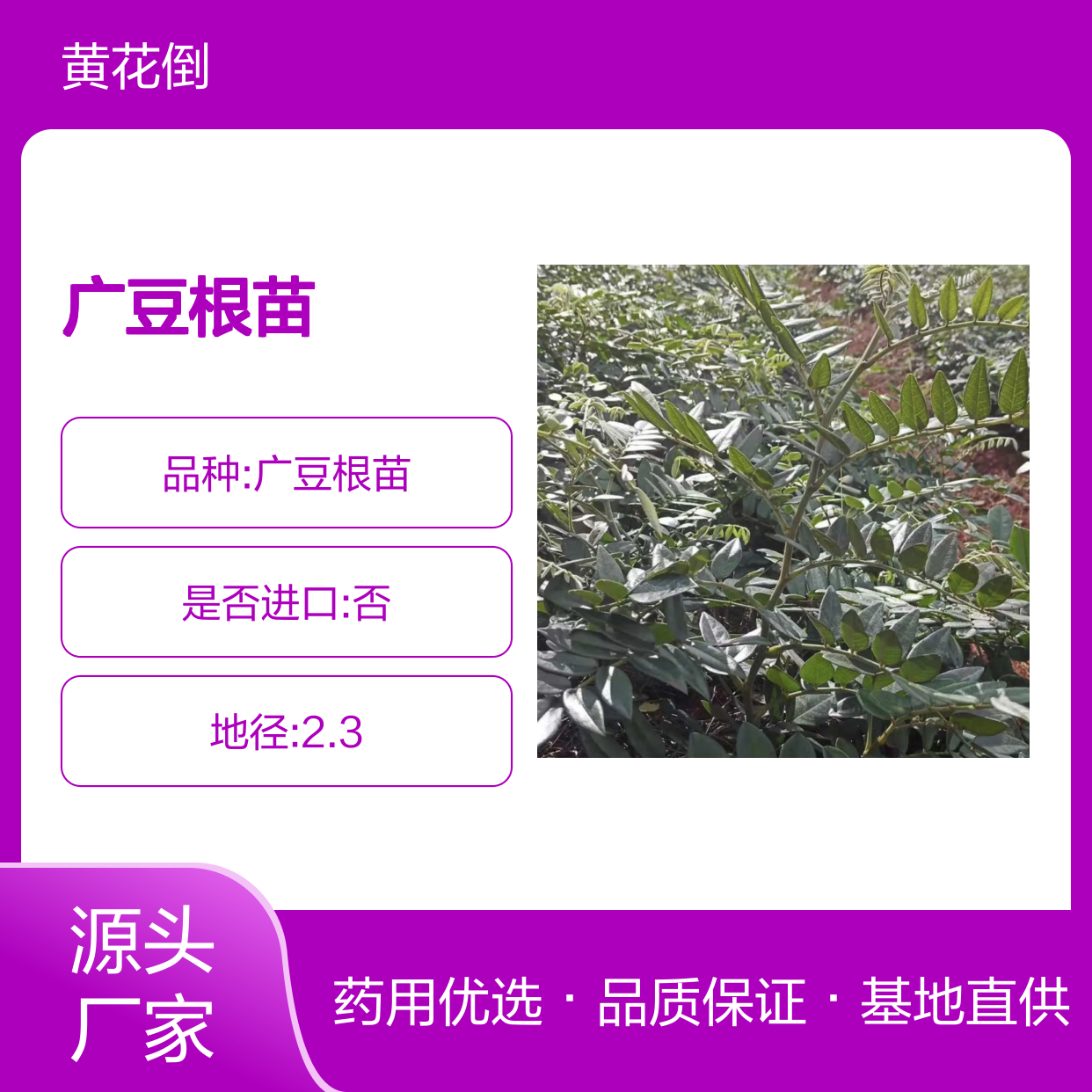 广豆根苗 批发优选 药用植物 自然生长 采收严格