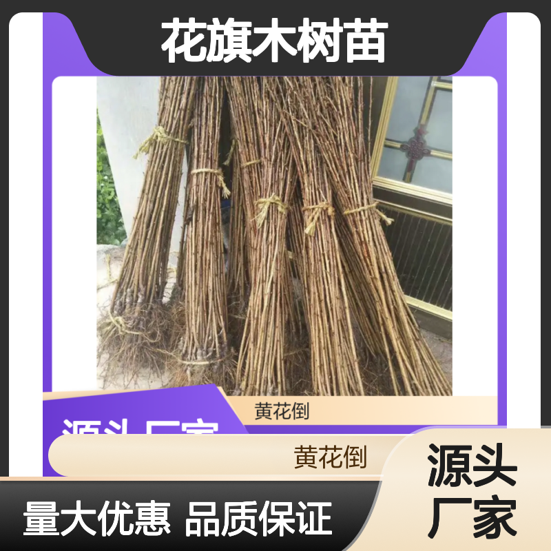 花旗木树苗 常绿乔木 观赏价值高 生长旺盛 象征爱情