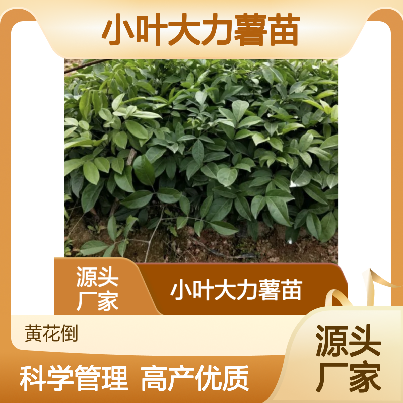 小叶大力薯苗 批发种植园直供 科学管理 技术指导