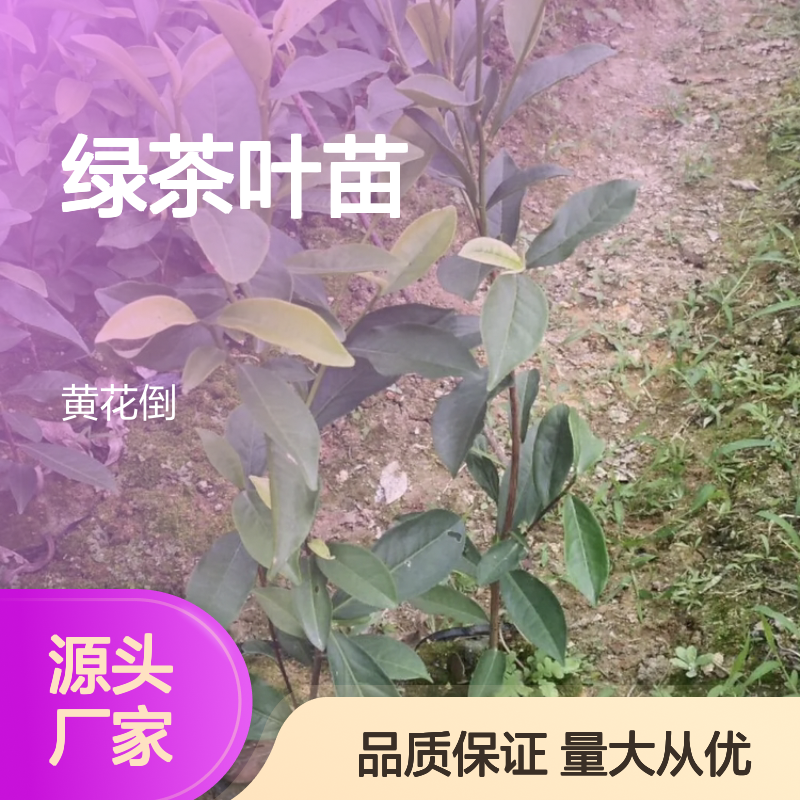 绿茶百亩种植区 优质绿茶叶苗 批发供应 服务周到