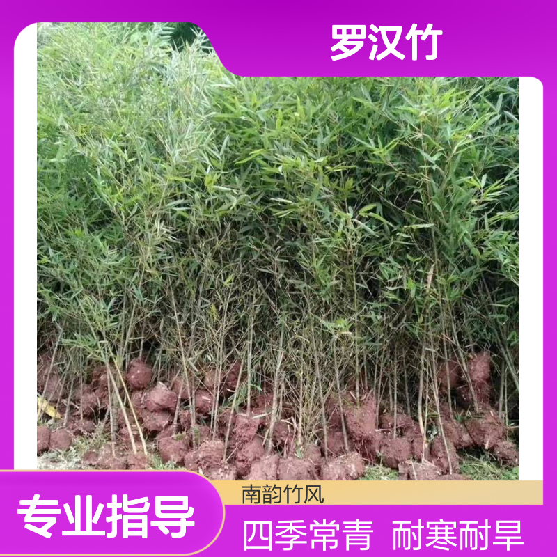 优质罗汉竹 园林绿化苗竹苗品种 笔直青绿 南韵竹风