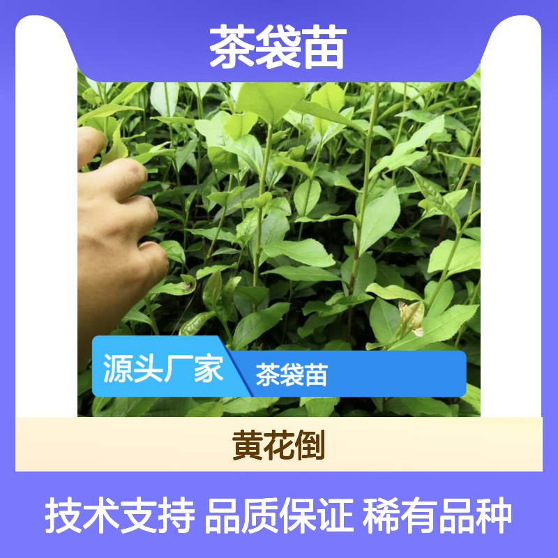 中茶108茶袋苗 产地批发 支持定制 历史悠久 文化深厚