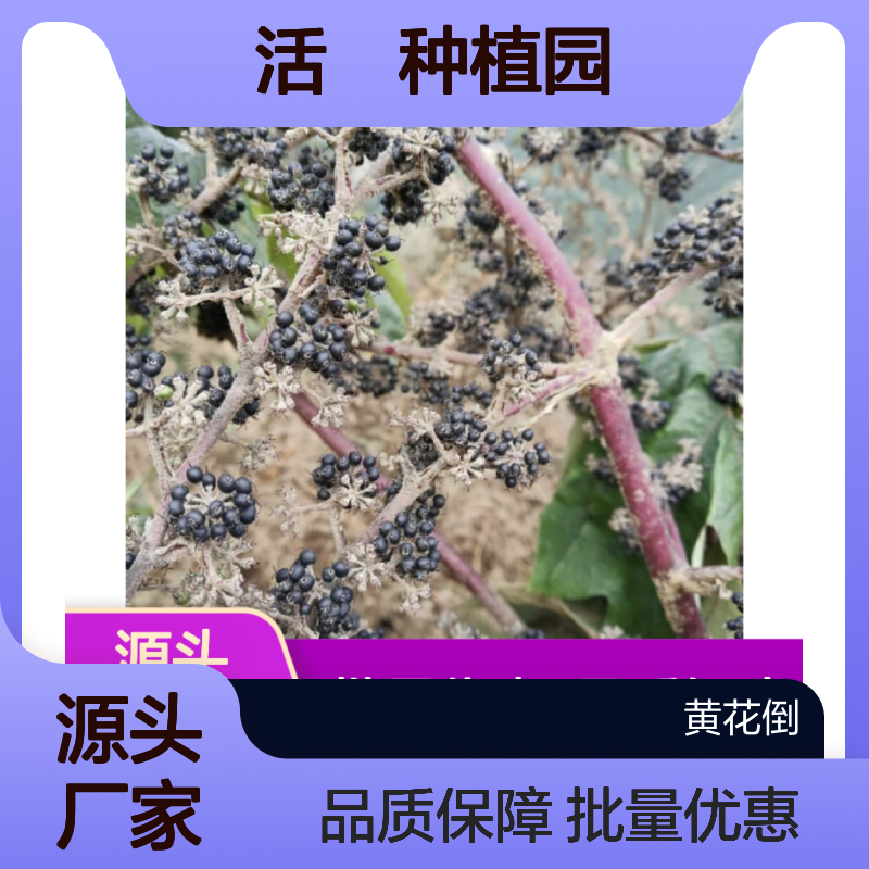 活莌种植园 优质活莌苗 批量供应 易于繁殖 常绿美观