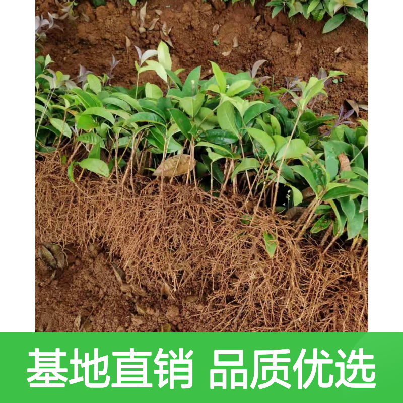 批发丹桂桂花苗 基地直发 成活率高 管理粗放 适应性强