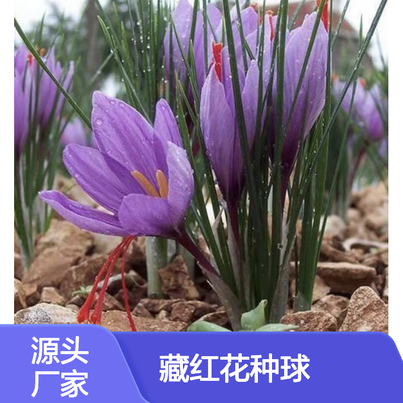 当年采收藏红花种球 基地供货种植指导 可赏可用