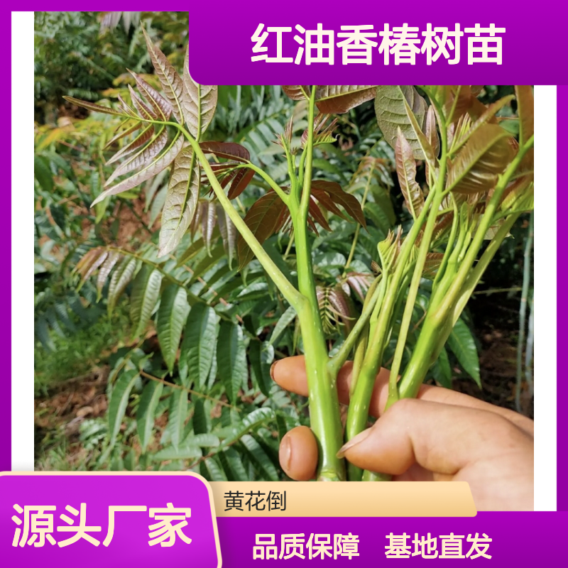红油香椿树苗 基地直供 速生蔬菜 易于管理 营养丰富
