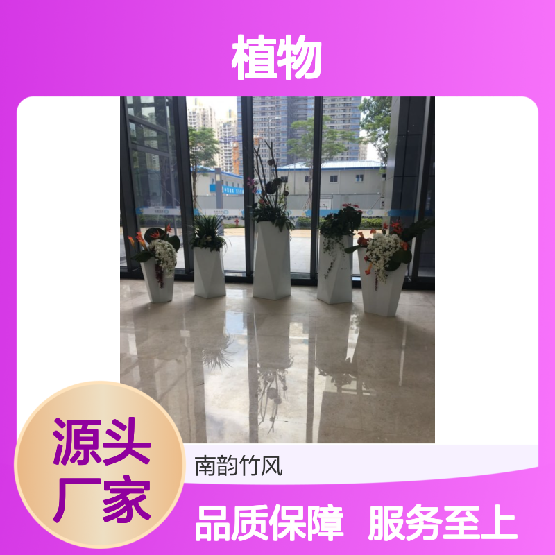 南韵竹风植物租摆服务 适用于多场景绿化需求