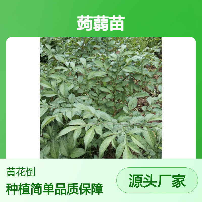 蒟蒻苗现货 农田荒山适宜种植 收益颇高 易于管理
