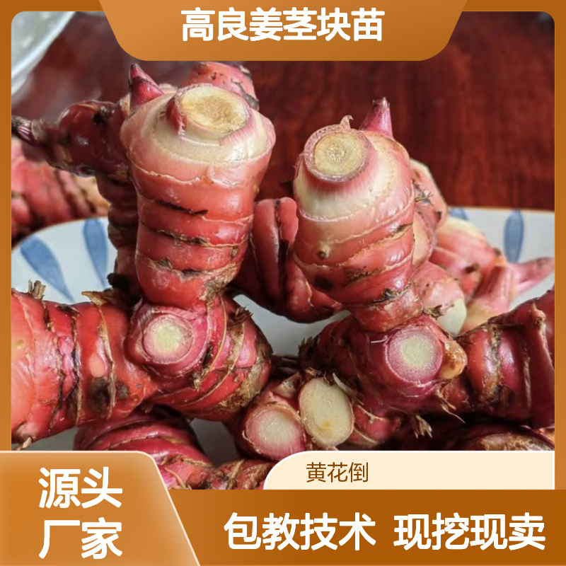 现挖现卖高良姜茎块苗 基地直发包教种植管理技术品质纯正可票