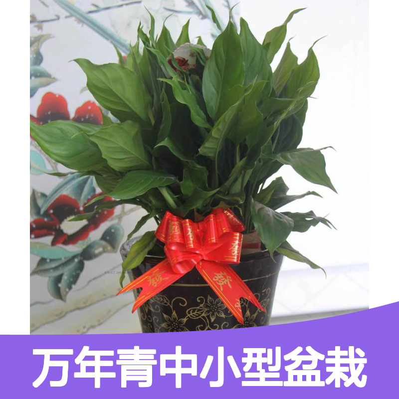 南韵竹风 万年青中小型盆栽 绿植优选 易于养护