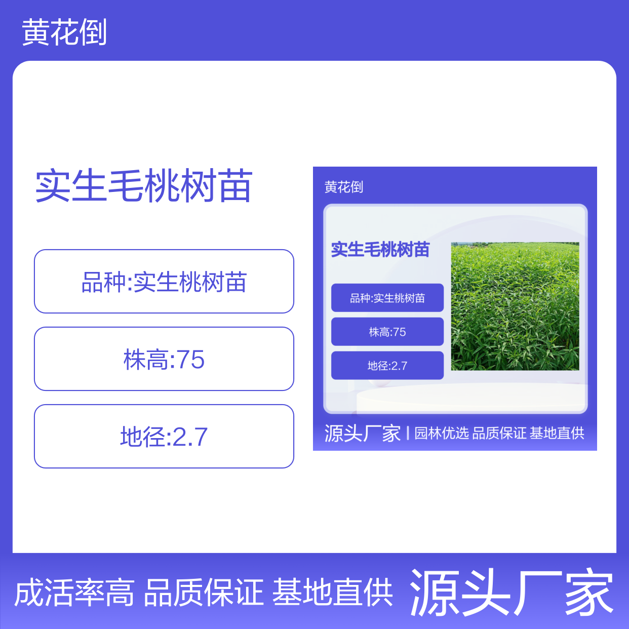 实生毛桃树苗 百亩基地直供 根系发达 成活率高