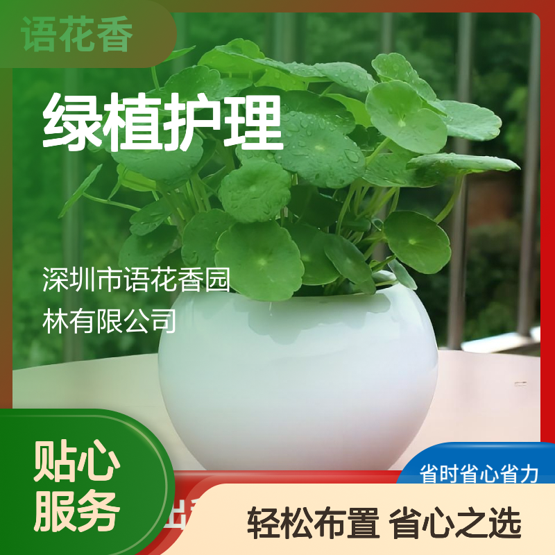 室内盆栽组合租赁 绿植护理 省时省心 客厅书房卧室摆放佳选