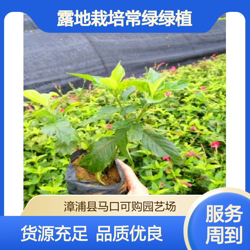 可购品牌大花芦莉艳芦莉杯苗 龙枝型35cm高 露地栽培常绿绿植 货源足
