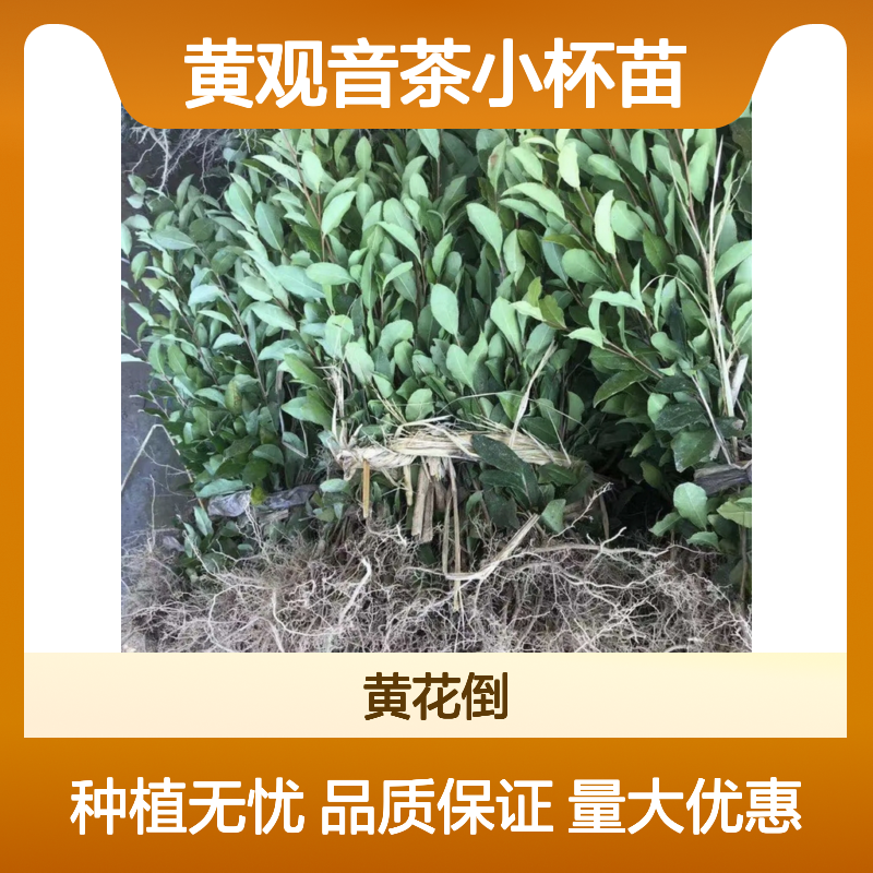 黄观音茶小杯苗 根系发达品种全 质量保证 管理方便