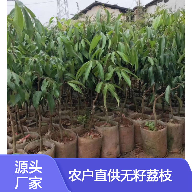 农户直供无籽荔枝实生苗 送货上门包邮 欢迎来电洽谈经验分享