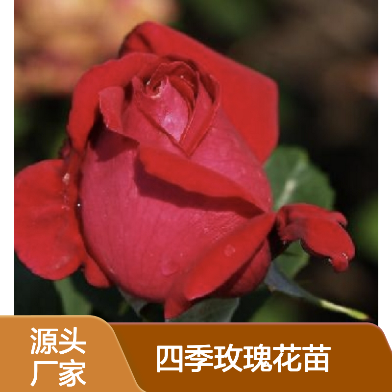 四季玫瑰花苗 多次开花 园林优选 色彩丰富 栽培简单