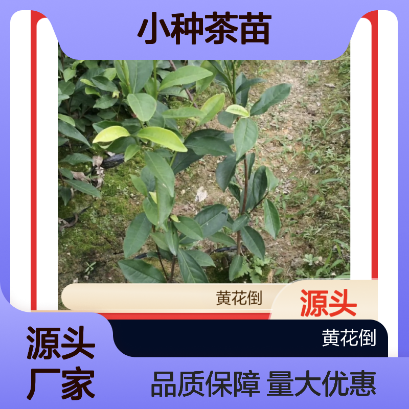 正宗正山小种茶苗 园林精选 源头直供 技术领先