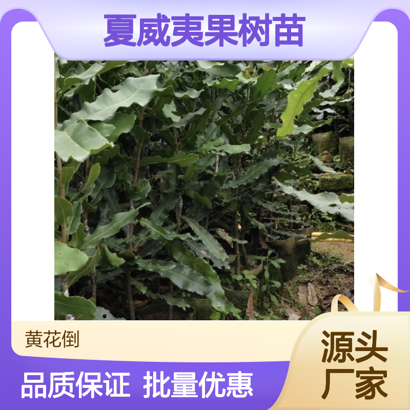 夏威夷果树苗 优质乔木 种植主产区直供 管理简便