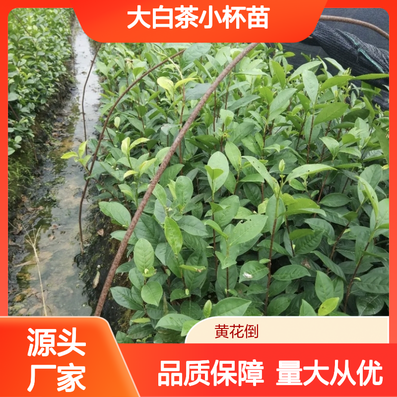 大白茶小杯苗 品种齐全 根系发达 质量保证 管理轻松
