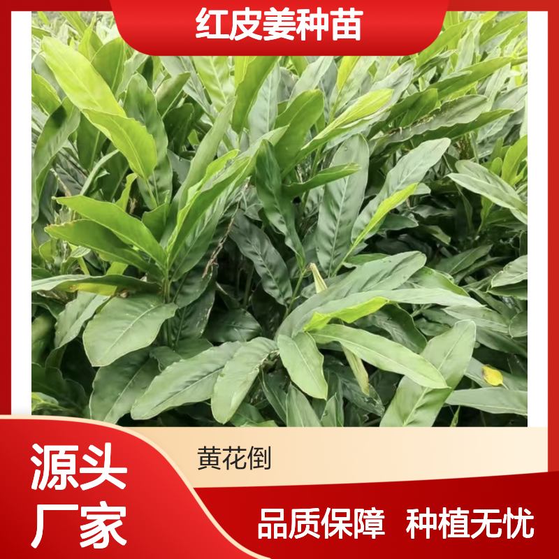 红皮姜种苗 农户直供播种技术 管理便捷 生长快速