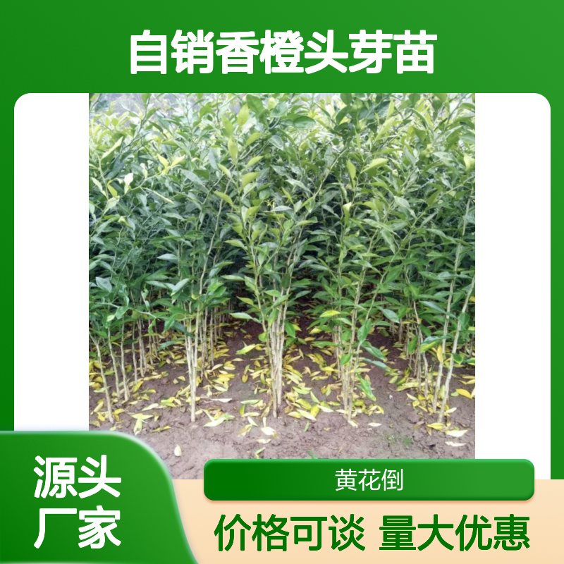 自销香橙头芽苗 抗病抗碱耐寒品种 技术支持 易于管理