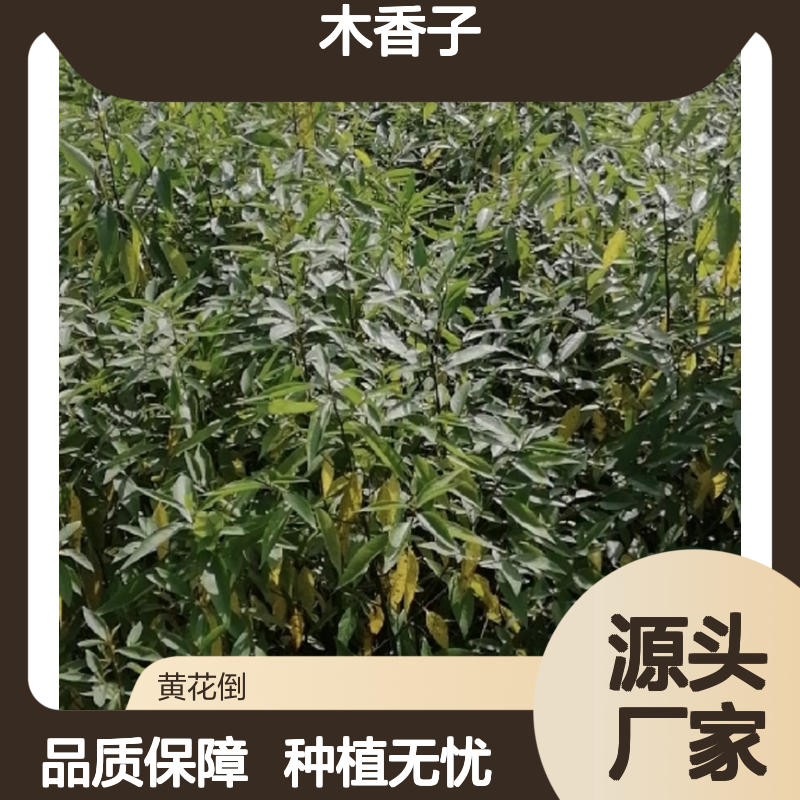 当年新采木香子种子 自营基地直供技术指导 适应性强