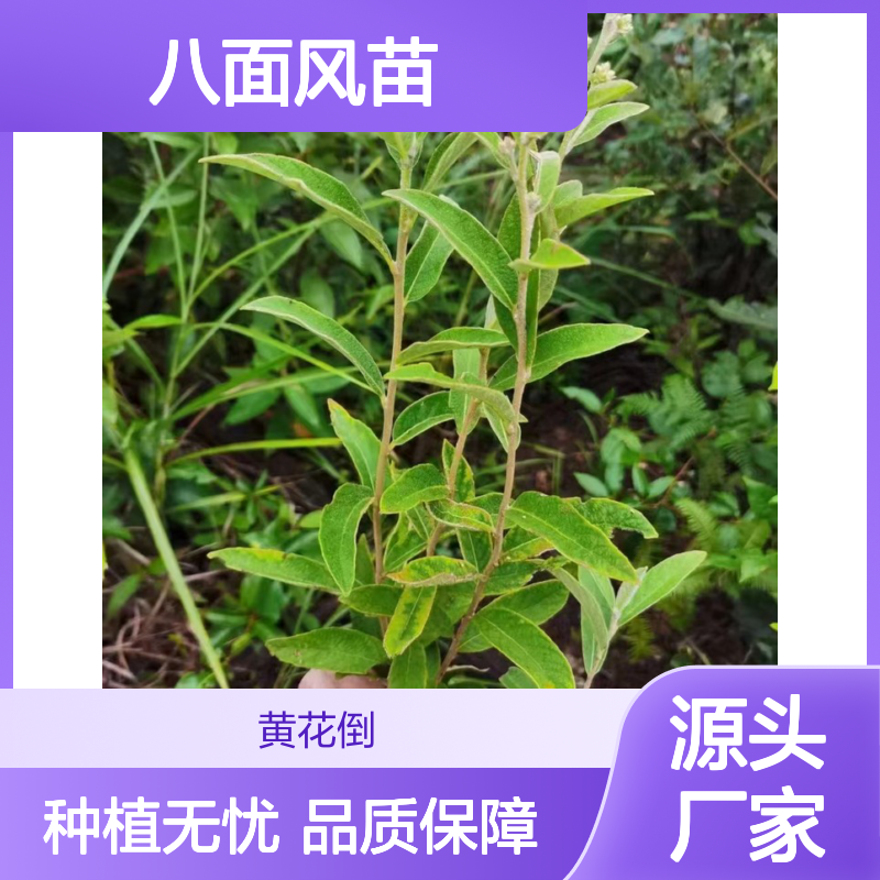 八面风苗 常绿灌木 荒山农田种植优选 适应性强