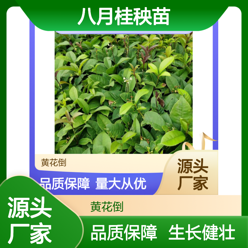 八月桂秧苗 批发供应 百亩种植区 品质优良 生长旺盛
